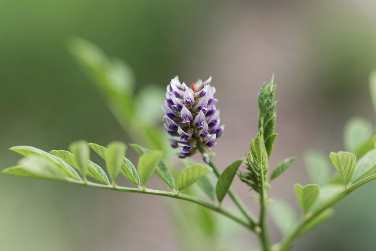 Glycyrrhiza glabra (licorice) in the management of metabolic and inflammatory disturbances in polycystic ovarian syndrome